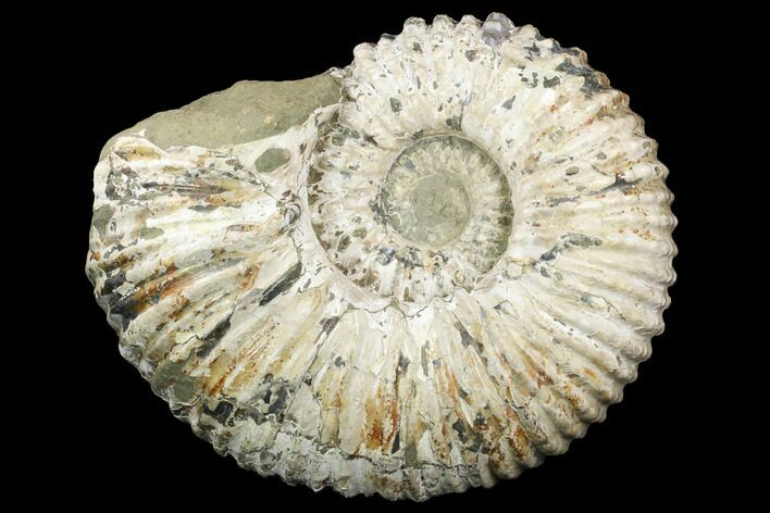 Huge, Tractor Ammonite (Douvilleiceras) Fossil - Madagascar #123136